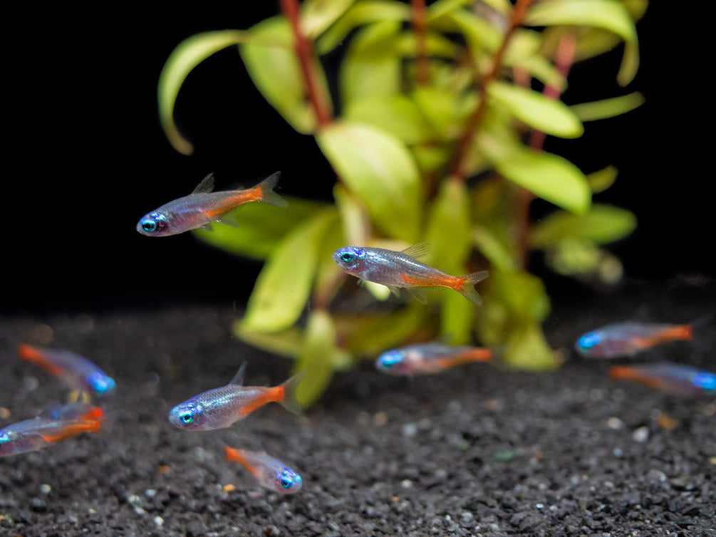 Blue Diamond AKA Diamond Head Neon Tetra (Paracheirodon innesi var. "Blue Diamond"), Tank-Bred