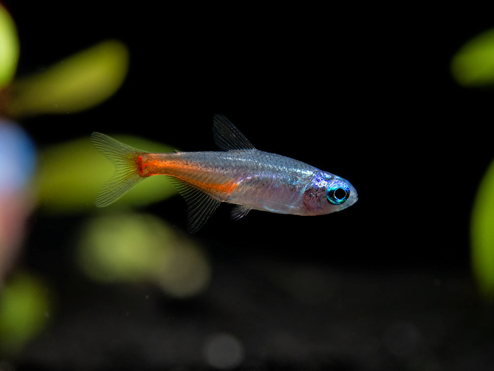 Blue Diamond AKA Diamond Head Neon Tetra (Paracheirodon innesi var. "Blue Diamond"), Tank-Bred