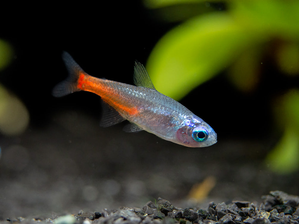 Blue Diamond AKA Diamond Head Neon Tetra (Paracheirodon innesi var. "Blue Diamond"), Tank-Bred