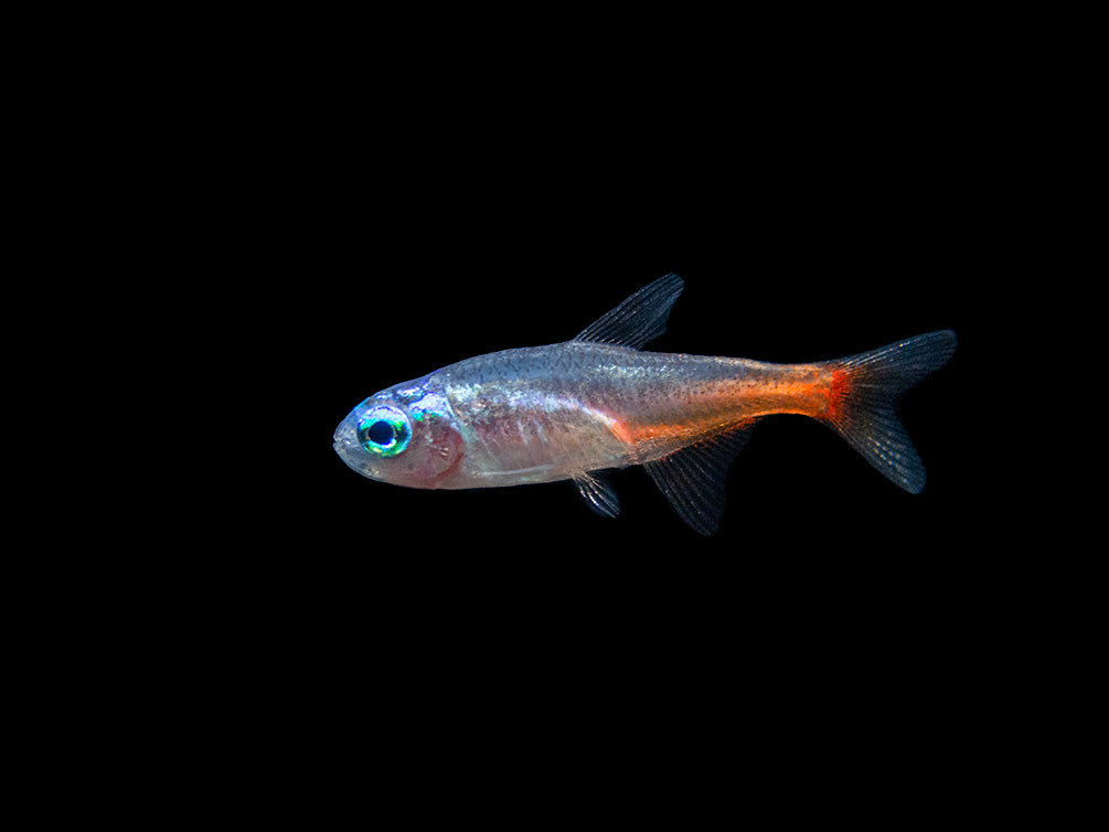 Blue Diamond AKA Diamond Head Neon Tetra (Paracheirodon innesi var. "Blue Diamond"), Tank-Bred