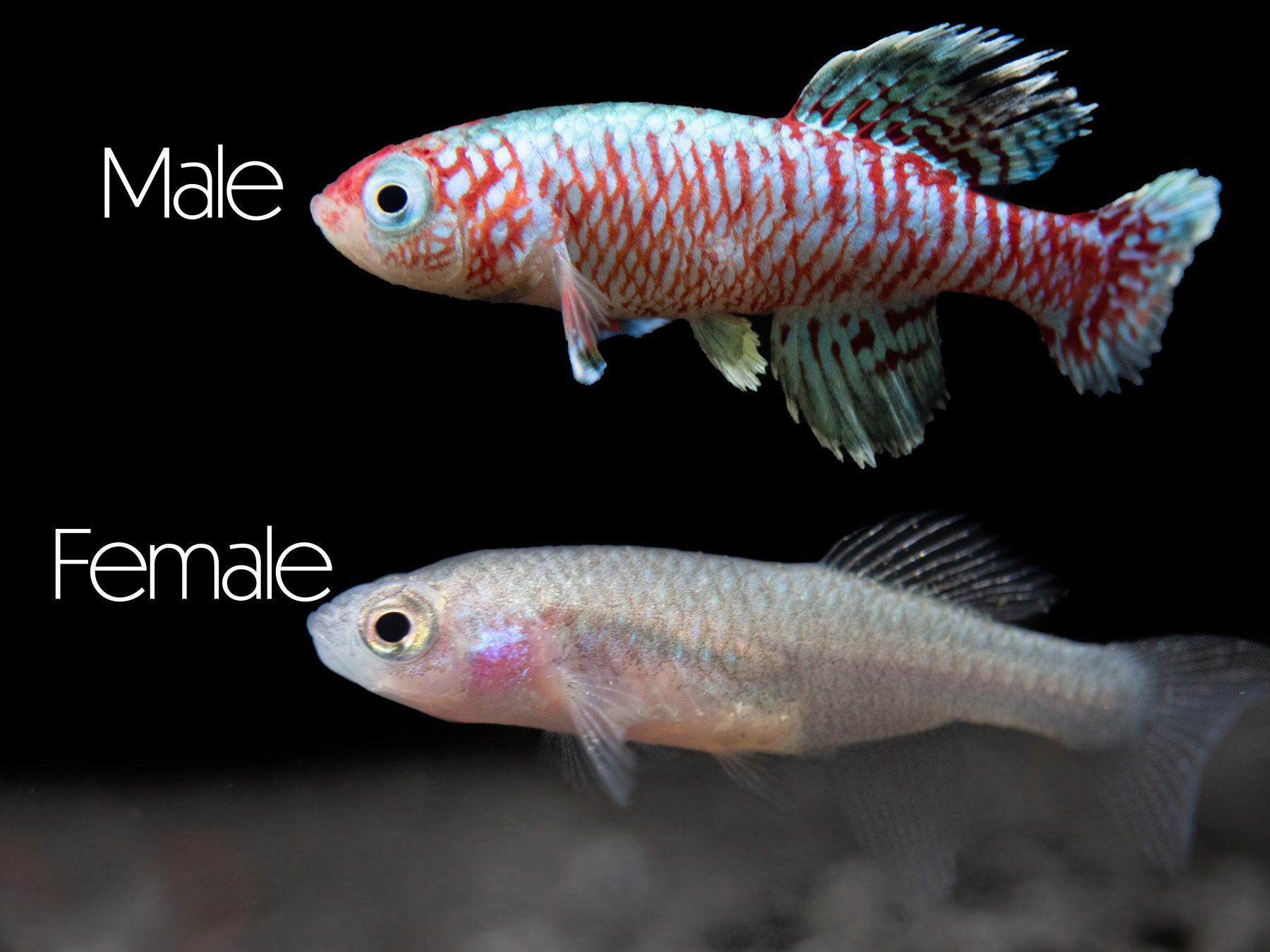 Bleiger Fish Blue Egger's Killifish (Nothobranchius eggersi) - Aquatic Arts
