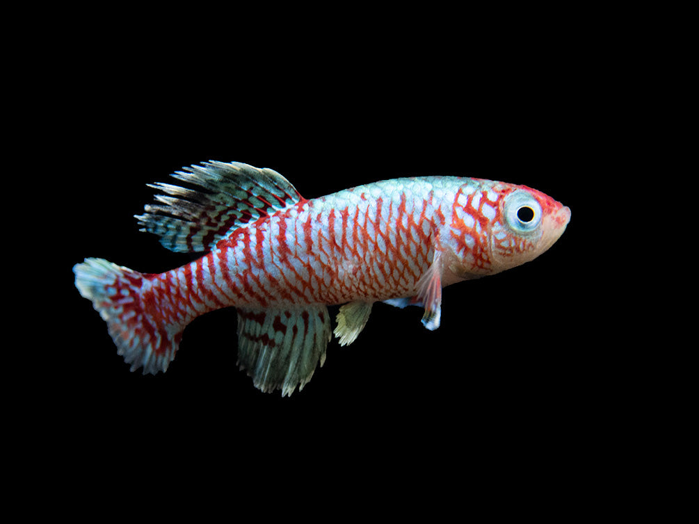 Blue Egger's Killifish (Nothobranchius eggersi), Tank-Bred!