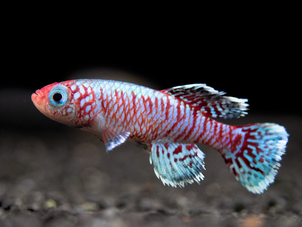 Blue Egger's Killifish (Nothobranchius eggersi), Tank-Bred!