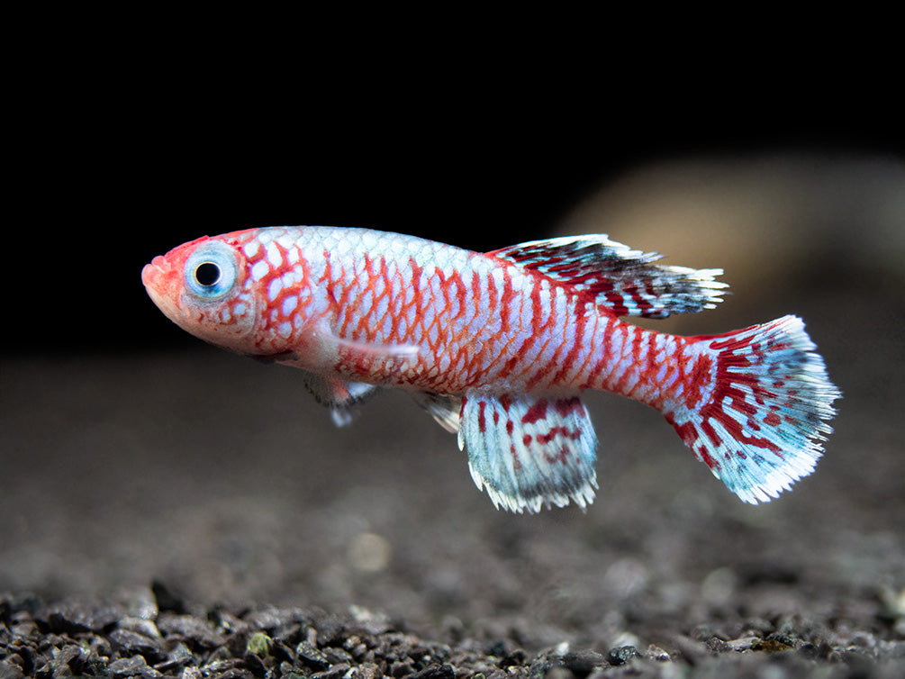 Blue Egger's Killifish (Nothobranchius eggersi), Tank-Bred!