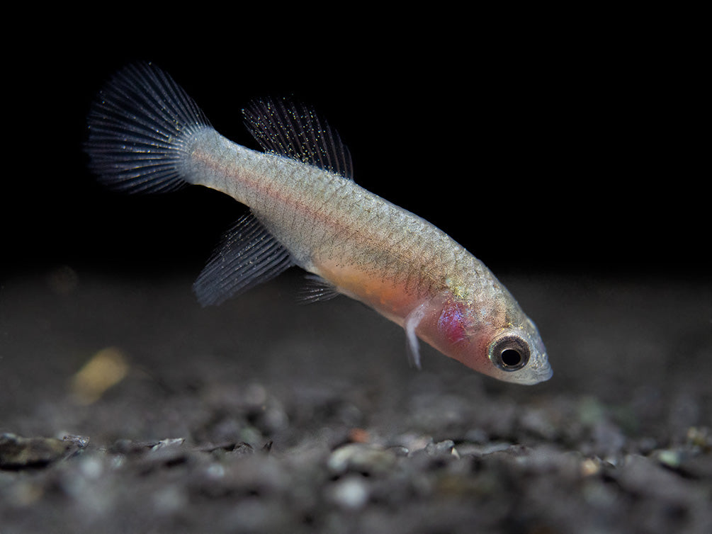 Blue Egger's Killifish (Nothobranchius eggersi), Tank-Bred!