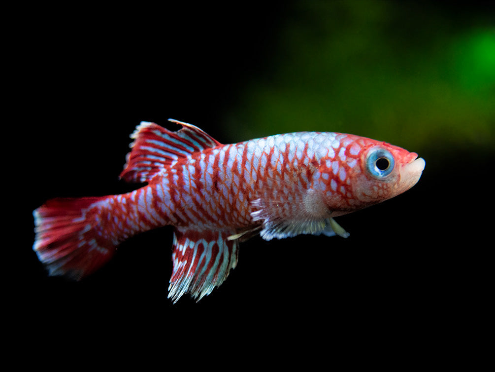 Bleiger Fish Blue Egger's Killifish (Nothobranchius eggersi) - Aquatic Arts