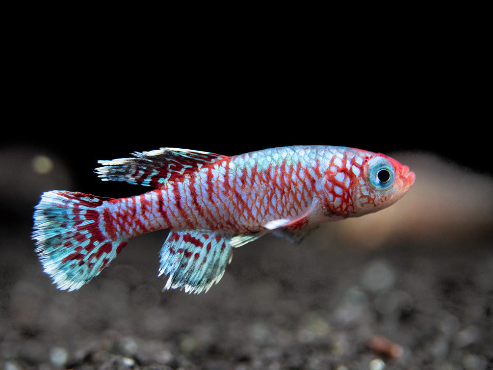 Blue Egger's Killifish (Nothobranchius eggersi), Tank-Bred!