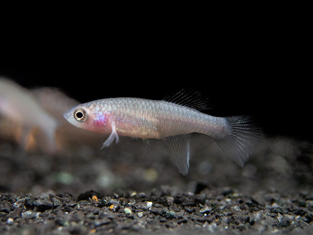 Blue Egger's Killifish (Nothobranchius eggersi), Tank-Bred!