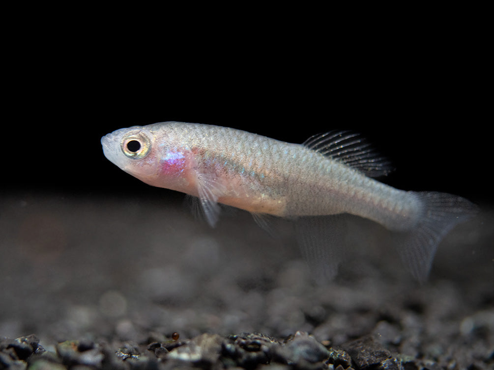 Bleiger Fish Blue Egger's Killifish (Nothobranchius eggersi) - Aquatic Arts