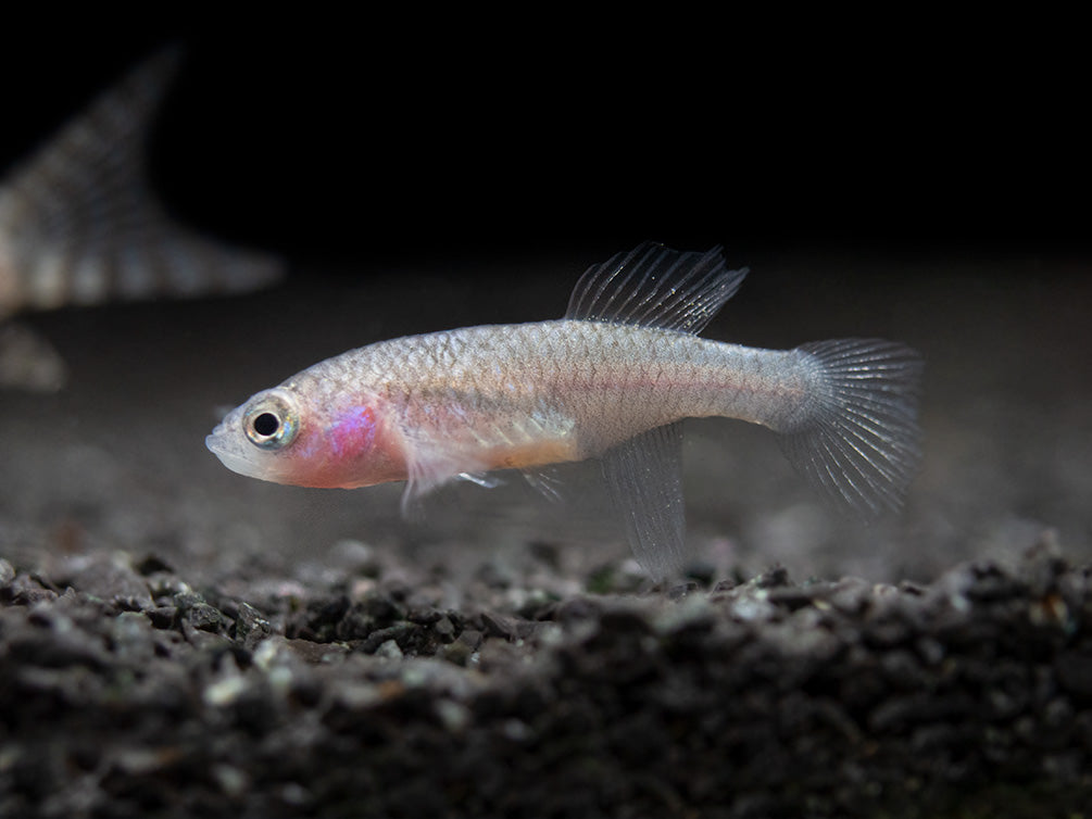 Bleiger Fish Blue Egger's Killifish (Nothobranchius eggersi) - Aquatic Arts