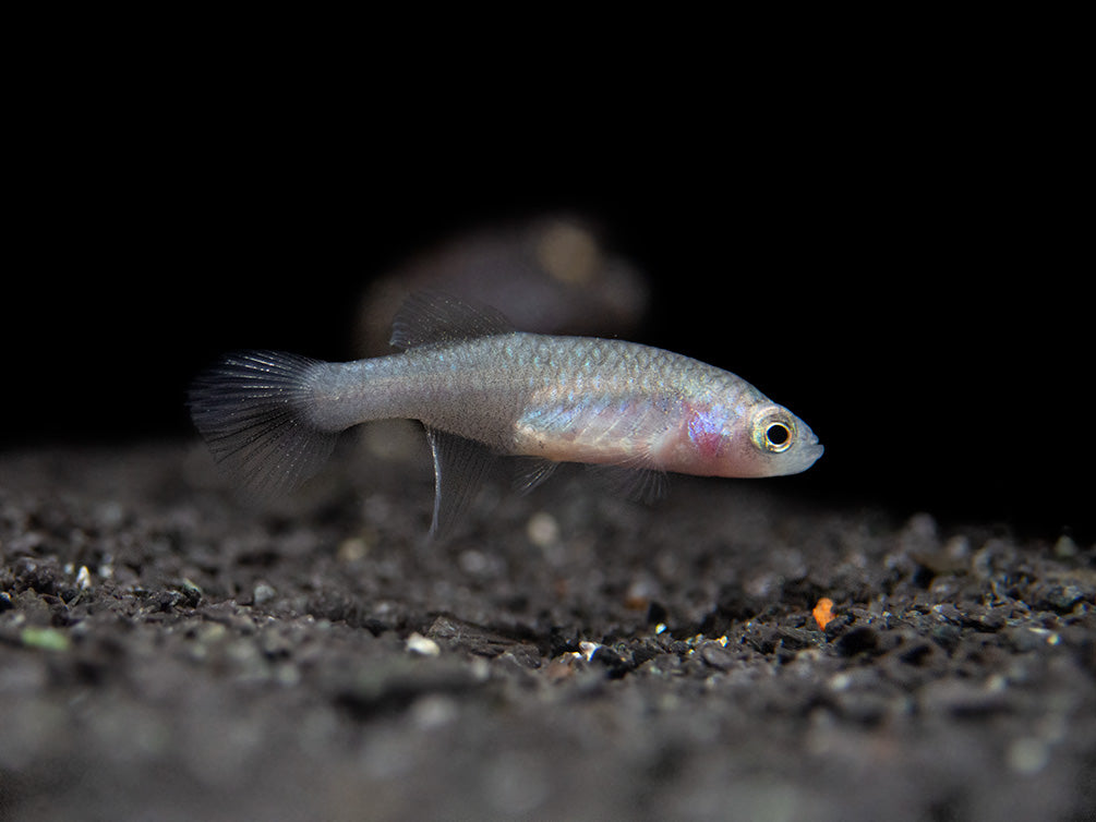 Blue Egger's Killifish (Nothobranchius eggersi), Tank-Bred!