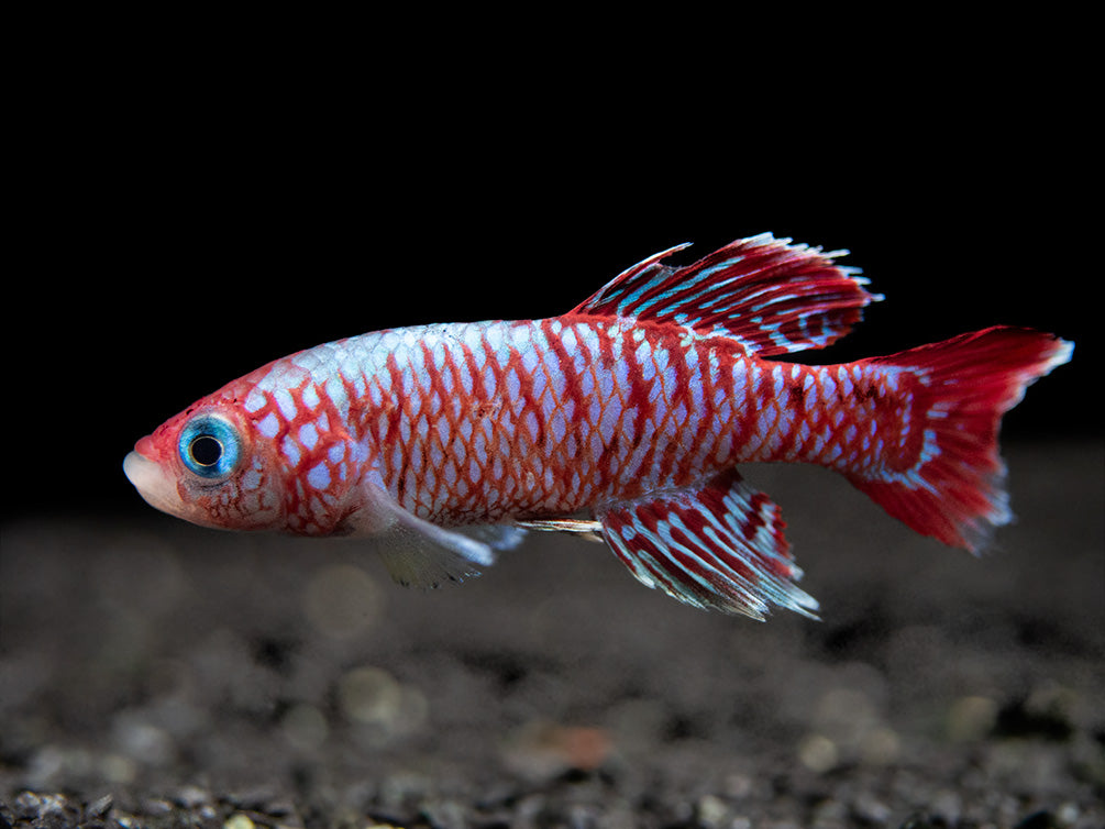 Blue Egger's Killifish (Nothobranchius eggersi), Tank-Bred!