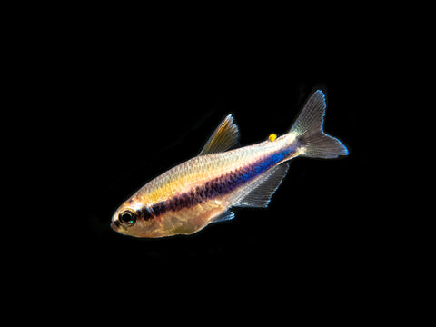 Black Ghost Knifefish (Apteronotus albifrons) - Tank-Bred!