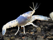 Blue Ghost Crayfish (Procambarus clarkii “Blue Ghost"), Tank-Bred