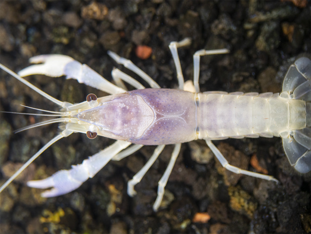 Blue Ghost Crayfish (Procambarus clarkii “Blue Ghost"), Tank-Bred