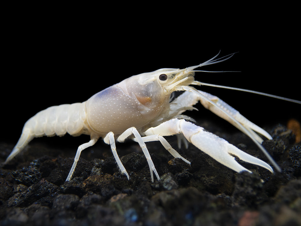 Blue Ghost Crayfish (Procambarus clarkii “Blue Ghost"), Tank-Bred