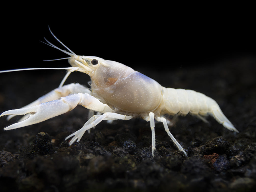 Blue Ghost Crayfish (Procambarus clarkii “Blue Ghost"), Tank-Bred