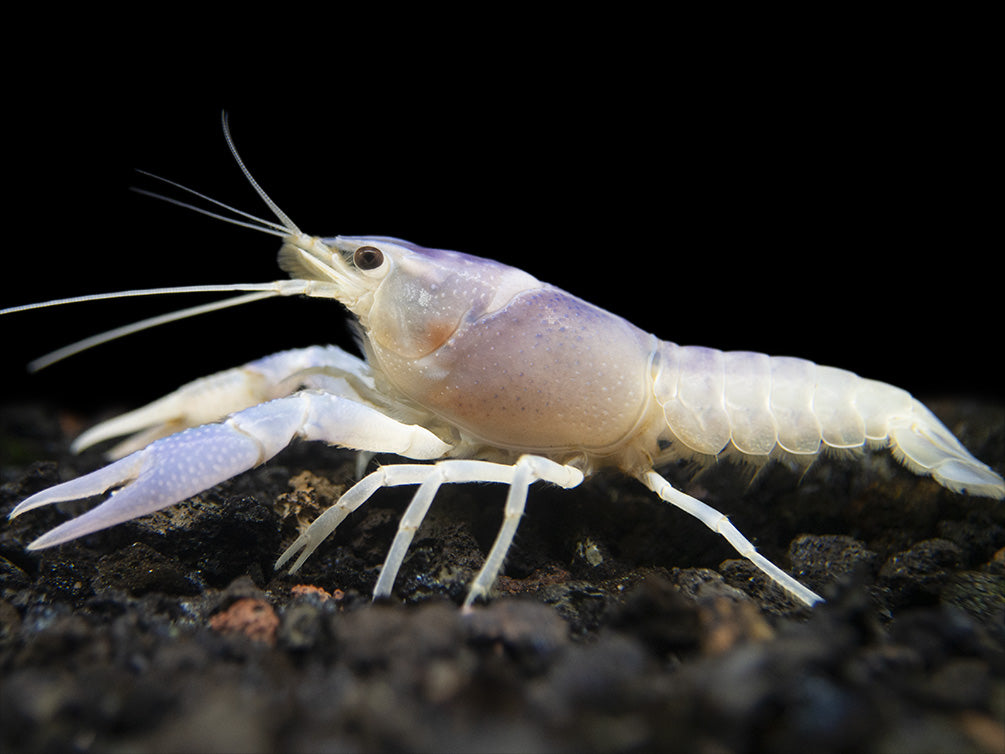 Blue Ghost Crayfish (Procambarus clarkii “Blue Ghost"), Tank-Bred