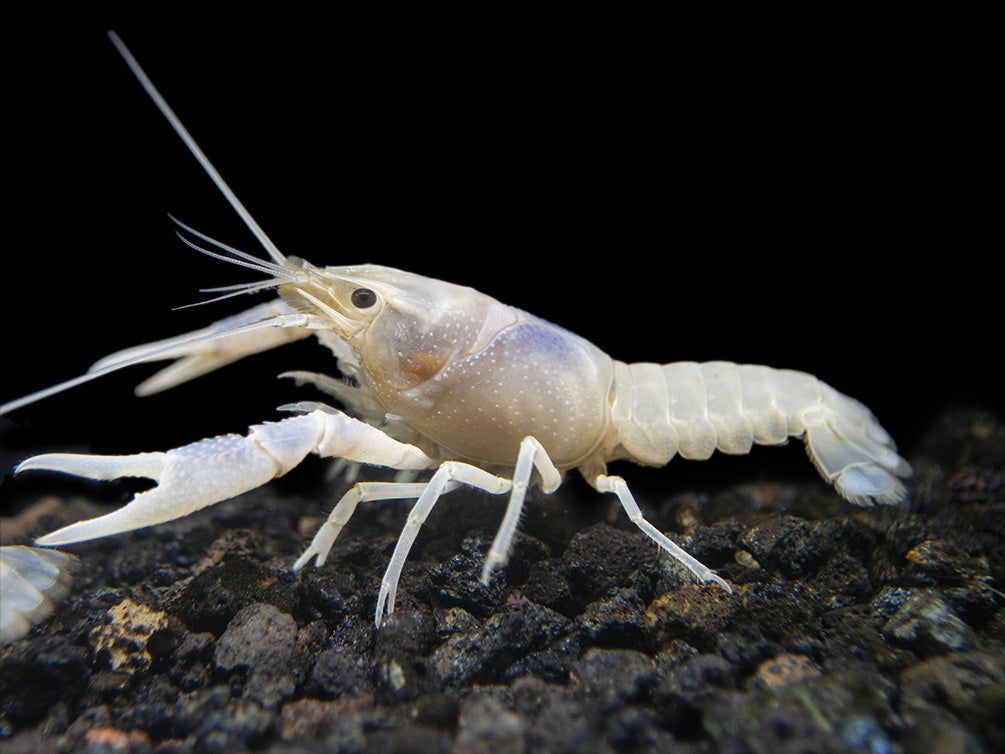 Blue Ghost Crayfish (Procambarus clarkii “Blue Ghost"), Tank-Bred