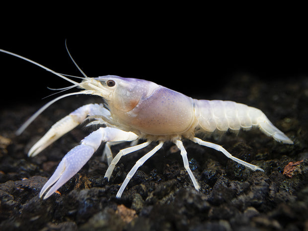 Blue Ghost Crayfish (Procambarus clarkii “Blue Ghost"), Tank-Bred
