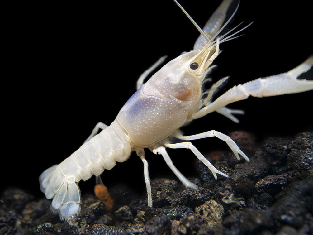 Blue Ghost Crayfish (Procambarus clarkii “Blue Ghost"), Tank-Bred