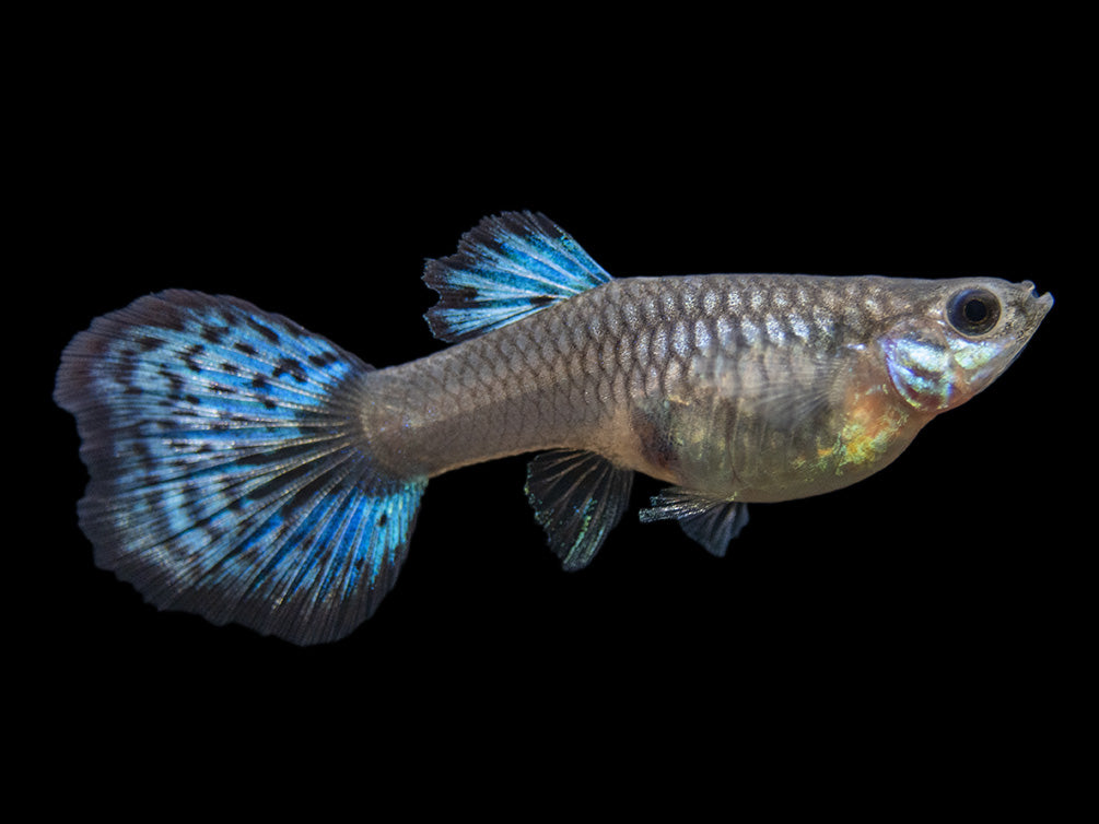 Blue Grass Tail Guppy (Poecilia reticulata), Tank-Bred!