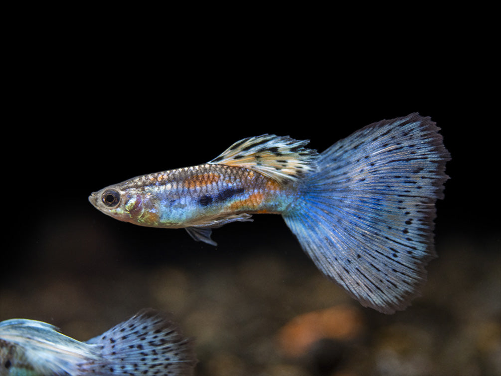 Blue Grass Tail Guppy (Poecilia reticulata), Tank-Bred!