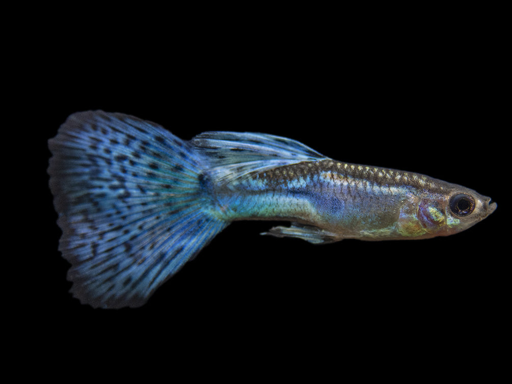 Blue Grass Tail Guppy (Poecilia reticulata), Tank-Bred!