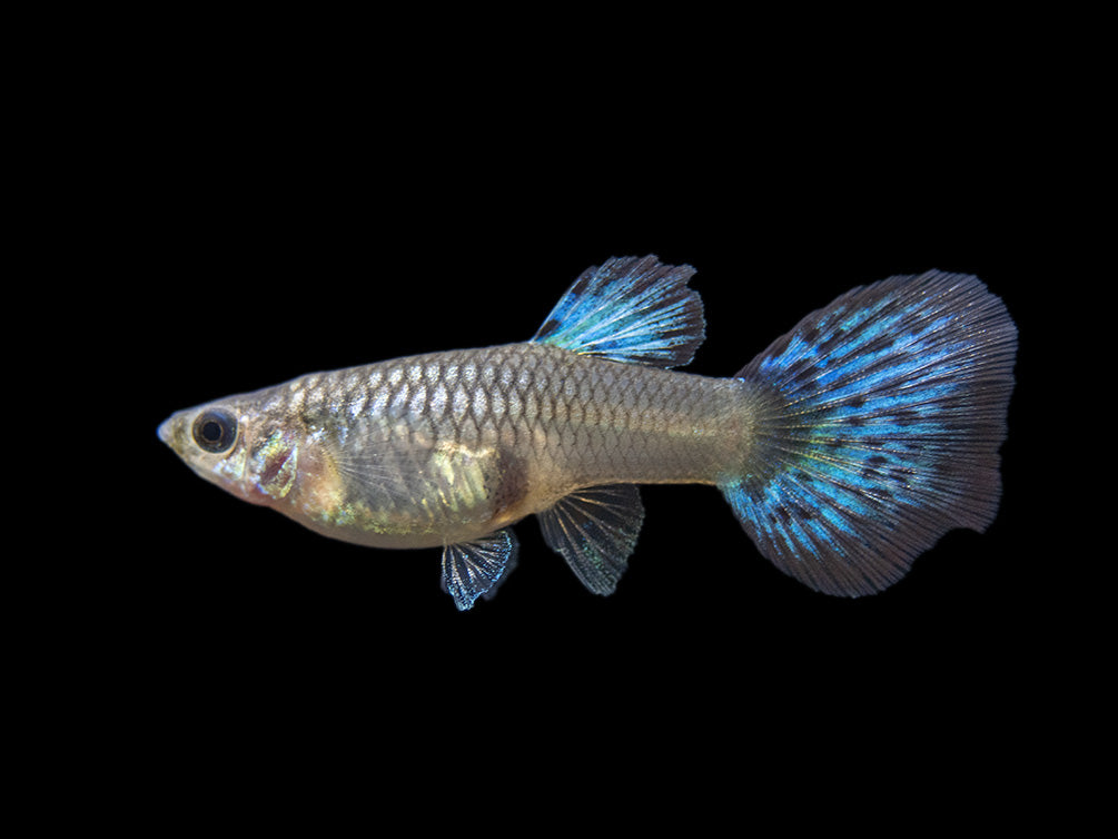 Blue Grass Tail Guppy (Poecilia reticulata), Tank-Bred!