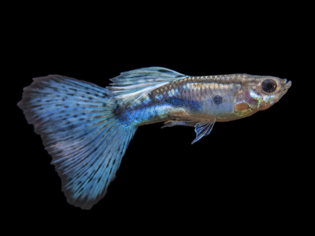 Blue Grass Tail Guppy (Poecilia reticulata), Tank-Bred!