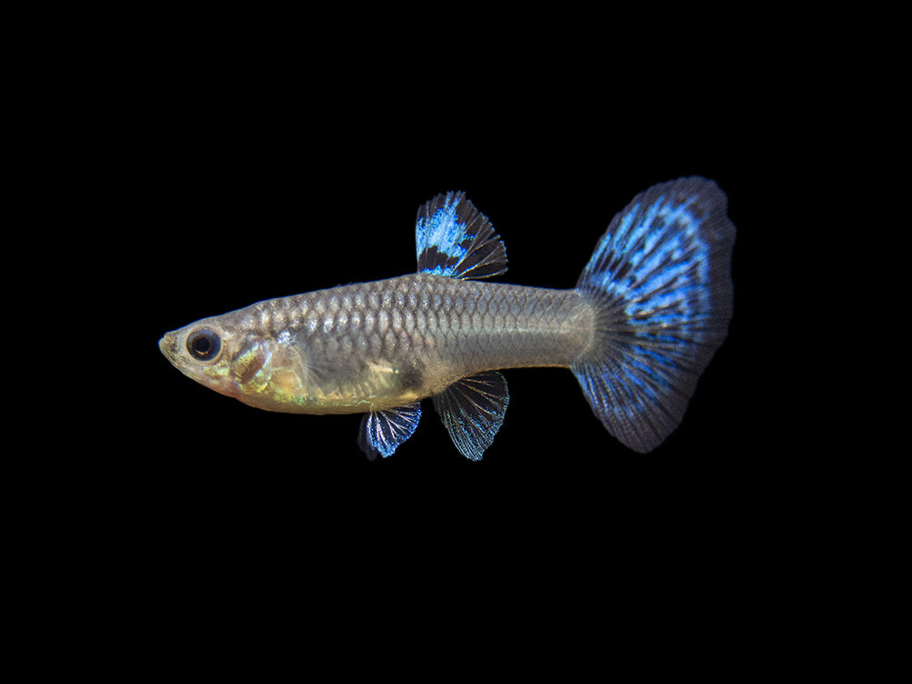 Blue Grass Tail Guppy (Poecilia reticulata), Tank-Bred!