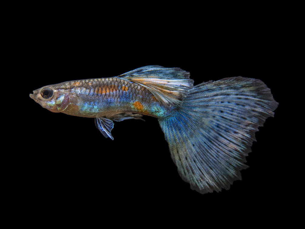 Blue Grass Tail Guppy (Poecilia reticulata), Tank-Bred!