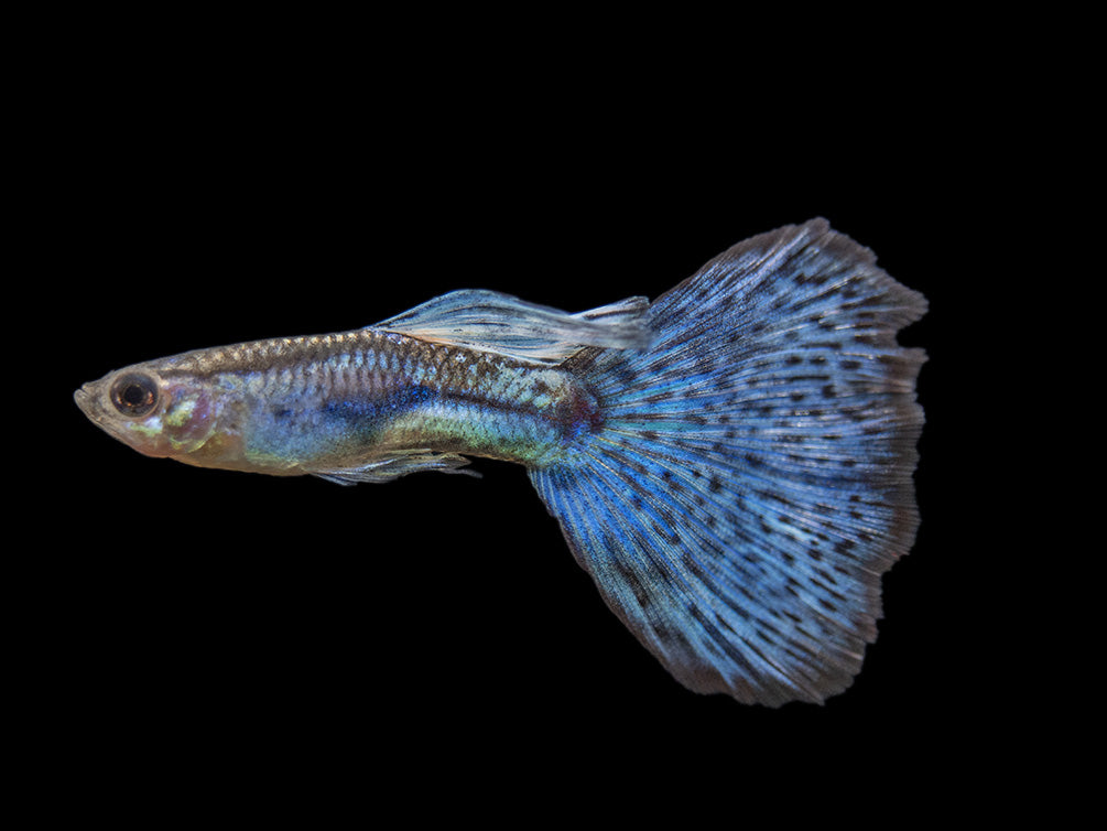 Blue Grass Tail Guppy (Poecilia reticulata), Tank-Bred!