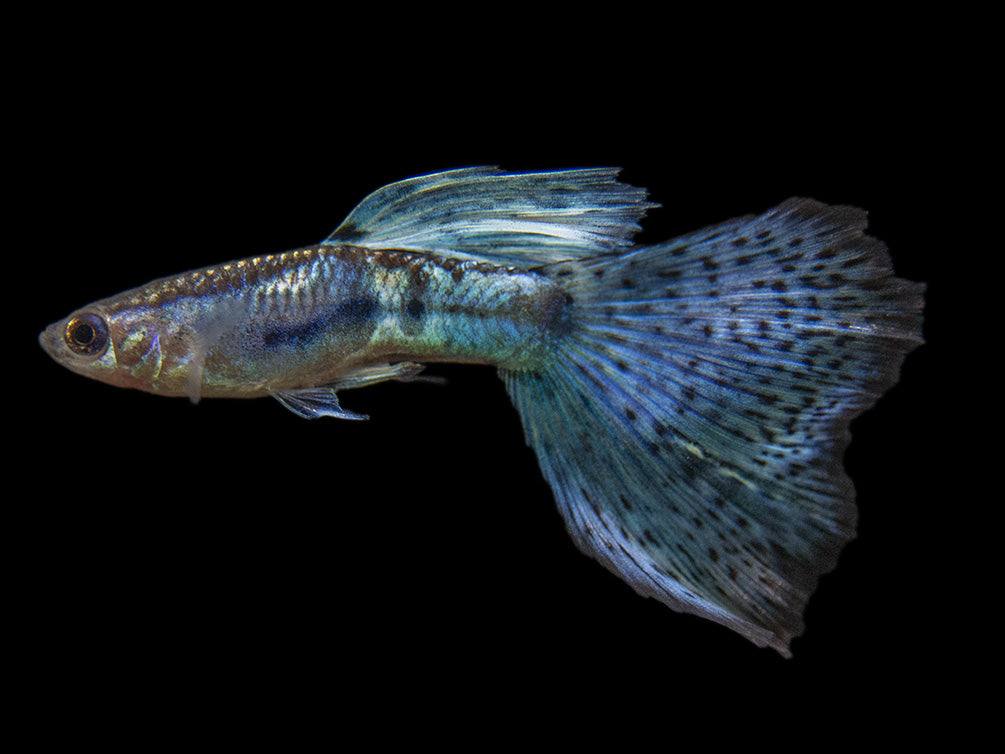 Blue Grass Tail Guppy (Poecilia reticulata), Tank-Bred!