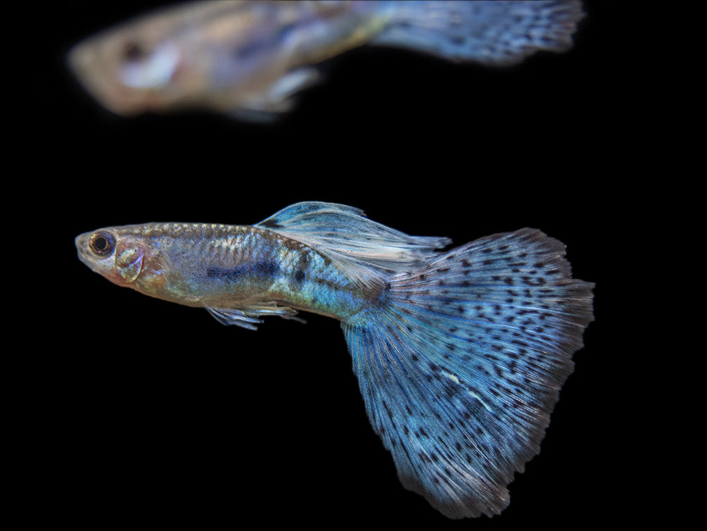 Blue Grass Tail Guppy (Poecilia reticulata), Tank-Bred!