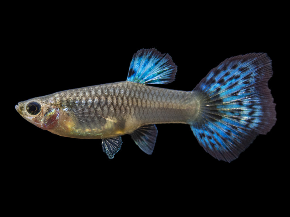 Blue Grass Tail Guppy (Poecilia reticulata), Tank-Bred!