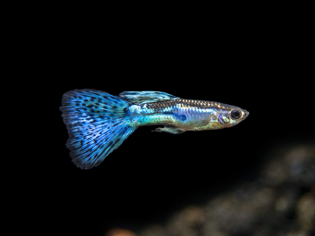 Blue Grass Tail Guppy (Poecilia reticulata), Tank-Bred!