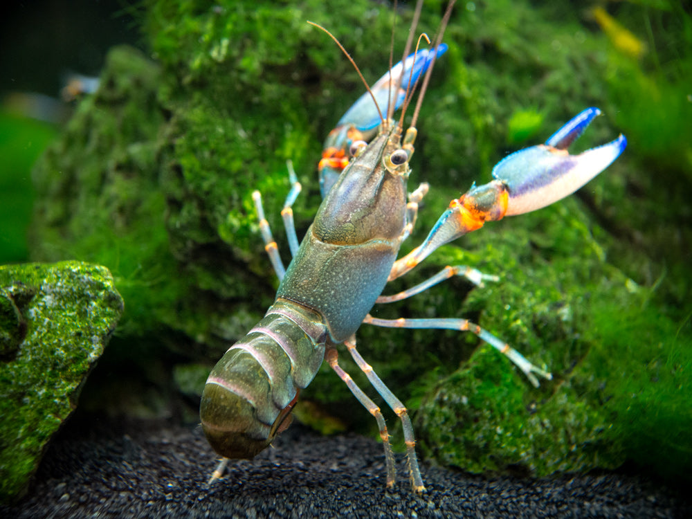 Blue Kong Zebra Crayfish (Cherax alyciae)