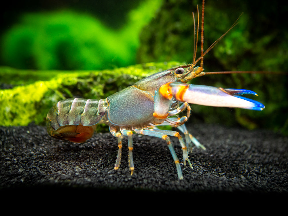 Blue Kong Zebra Crayfish (Cherax alyciae)