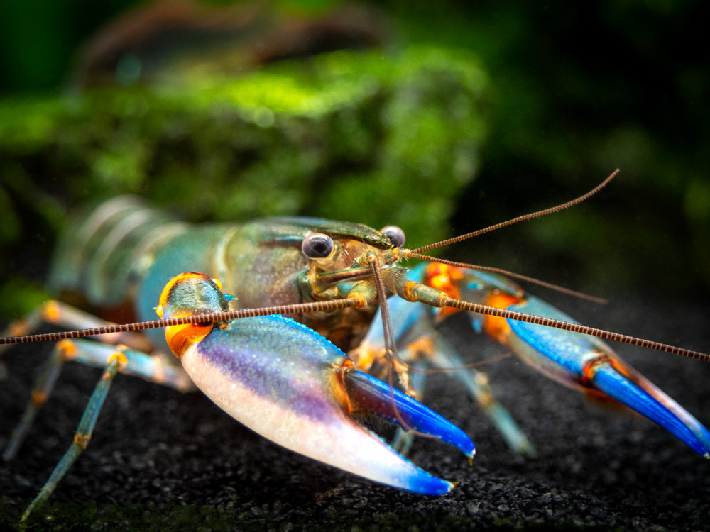 Blue Kong Zebra Crayfish (Cherax alyciae)