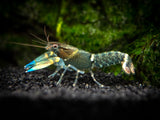 Blue Kong Zebra Crayfish (Cherax alyciae)