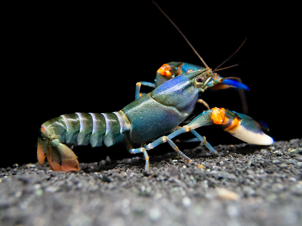 Blue Kong Zebra Crayfish (Cherax alyciae)