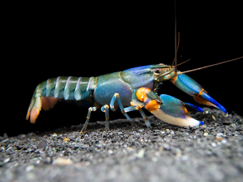 Blue Kong Zebra Crayfish (Cherax alyciae)