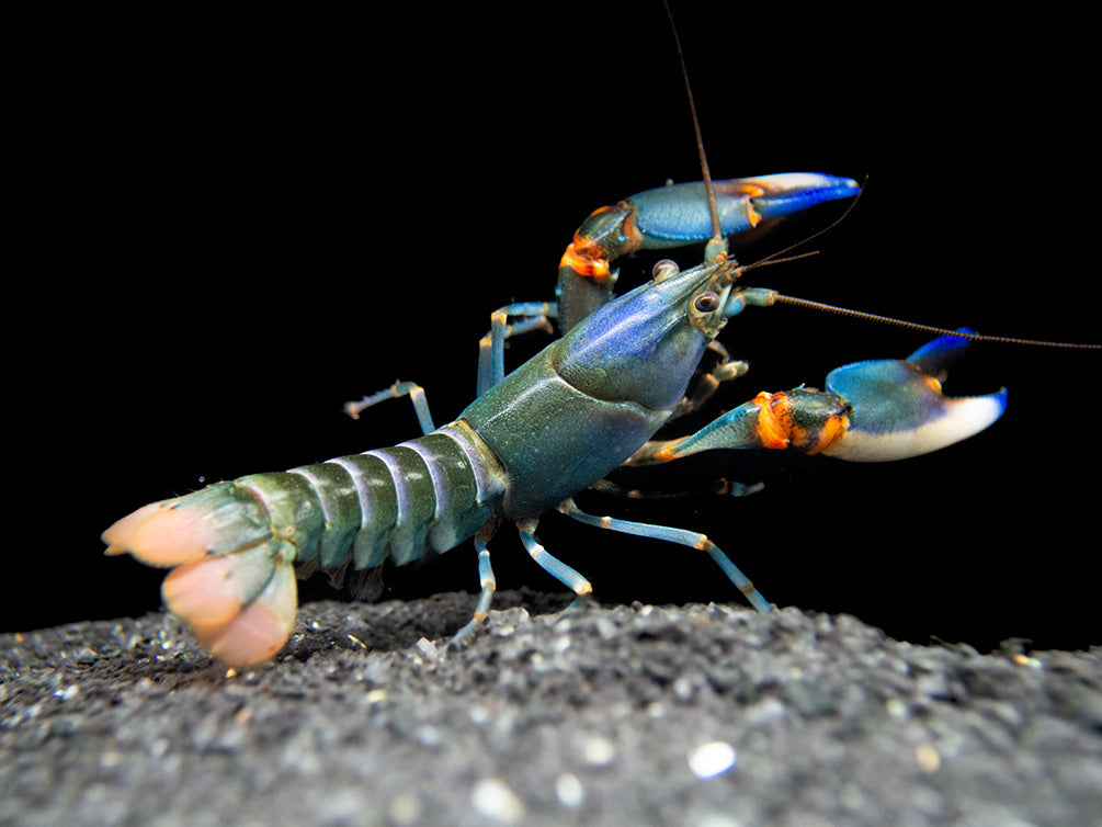 Blue Kong Zebra Crayfish (Cherax alyciae)