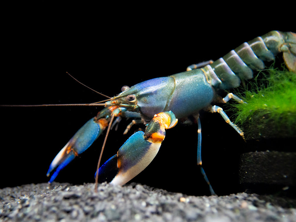 Blue Kong Zebra Crayfish (Cherax alyciae)