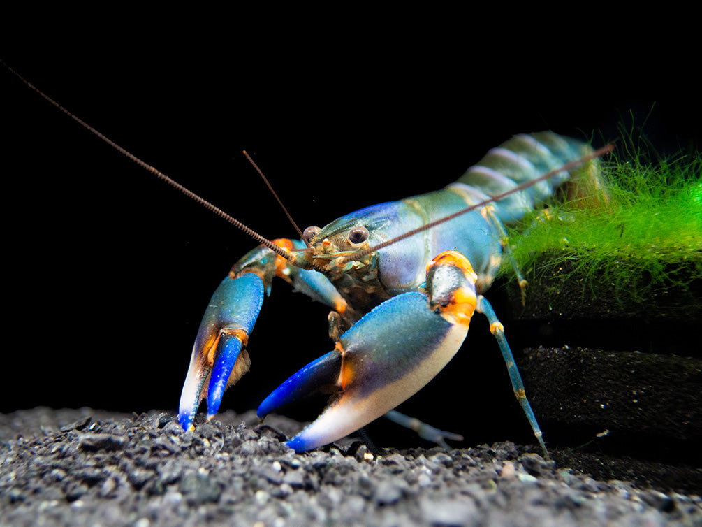 Blue Kong Zebra Crayfish (Cherax alyciae)