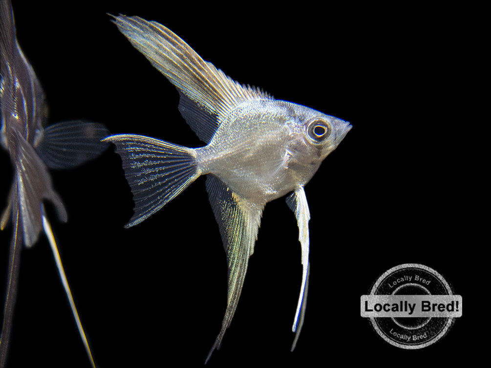 Marble Veil Angelfish (Pterophyllum scalare), Locally Bred!