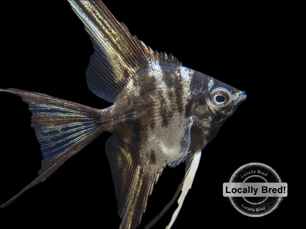 Marble Veil Angelfish (Pterophyllum scalare), Locally Bred!