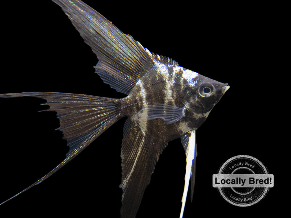 Marble Veil Angelfish (Pterophyllum scalare), Locally Bred!