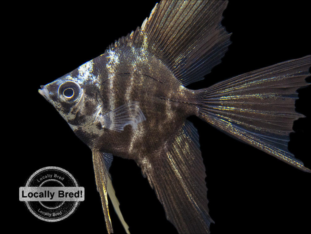 Marble Veil Angelfish (Pterophyllum scalare), Locally Bred!